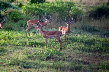 Impala serengeti national park