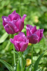 Top view of three vivid pink tulips in a garden in a sunny spring day, beautiful outdoor floral background photographed with soft focus