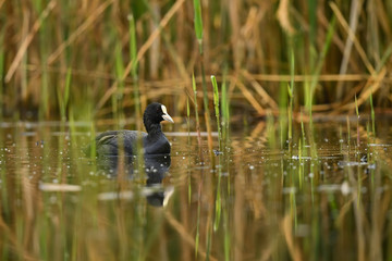 Common Coot - Fulica atra, special black water bird from European lakes and fresh waters, Hortobagy, Hungary.