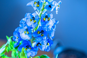Fototapeta na wymiar Larkspur flower close-up. Blue delphinium on a blue background. Garden flower. Structure of the delphinium flower. A beautiful plant for bouquets.