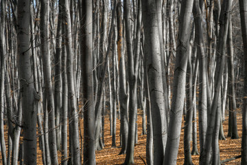 Beech trees trunks in a spring forest with a fallen leaves on the ground.
