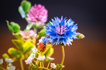 Bouquet of wild flowers on a dark background. Blue cornflower with a Bud. Forget-me-not. Pink clover. Wild flowers. Natural beauty of wild flowers.