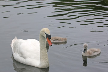Swan and Cygnets swimming in a lake	