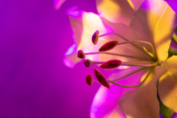 Obraz premium Lily flower close-up. Pistil and stamens of a Lily on a background of delicate petals. Lily flower in neon light. Flower on a pink background. Bulbous plant. Garden flowers.