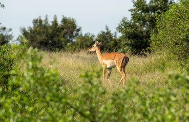 impala serengeti national park