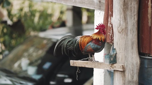 Rooster eating and drinking on his perch.