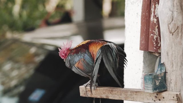 Rooster bound on his perch flapping his wings. Slow motion.