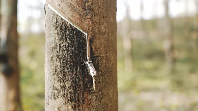 Latex dripping off a rubber plant during tapping.