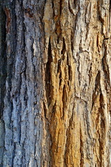 old tree bark