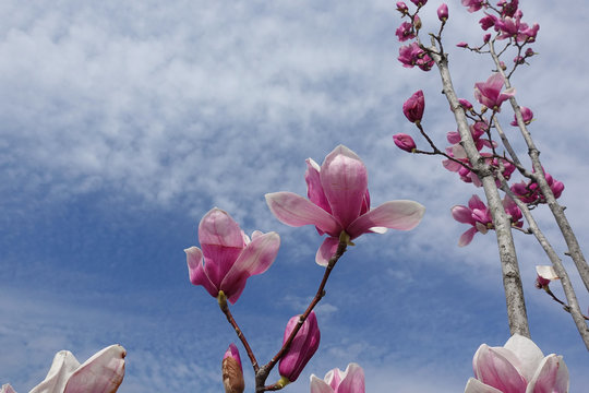 branches of a blossoming magnolia on a background of blue sky.