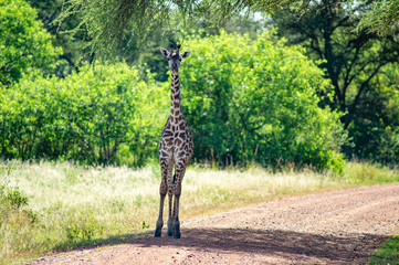 giraffa serengeti national park