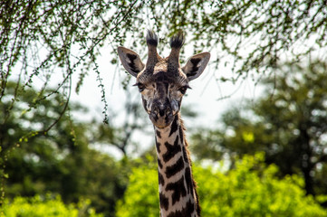 giraffa serengeti national park