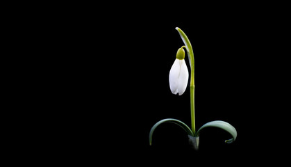 Single snowdrop isolated on black background