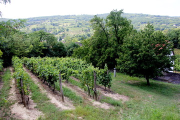 Fototapeta na wymiar Vineyard in Siogard village. Sunny summer day, Hungary