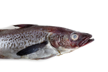 Alaska pollock