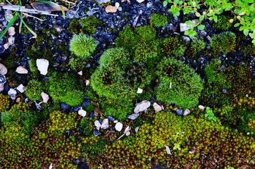 moss on the pavement