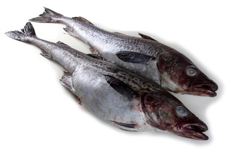 Alaska pollock