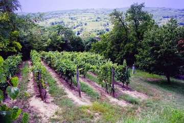 Vineyard in  Siogard village. Sunny summer day, Hungary
