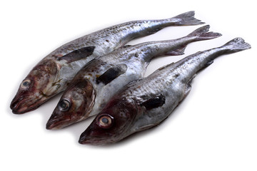 Alaska pollock