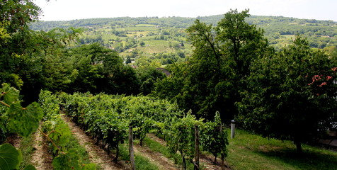 Fototapeta na wymiar Vineyard in Siogard village. Sunny summer day, Hungary