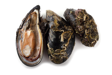 Mussels