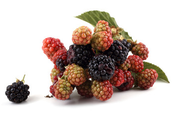 Cluster of blackberries