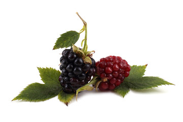 Blackberries