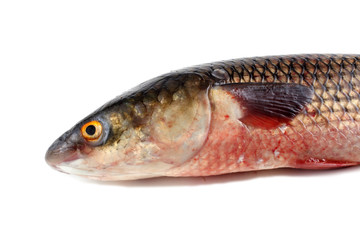 Pelengas (So-iny mullet)