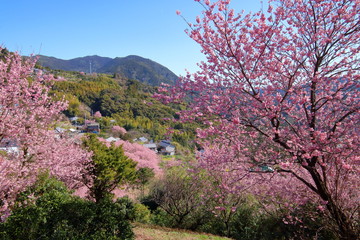 雪割桜の里　桑田山（高知県　須崎市）