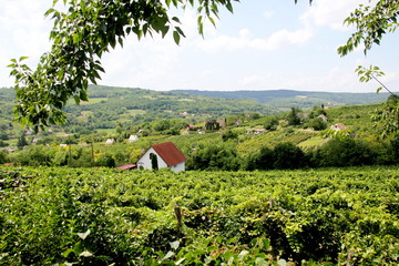 Vineyard in  Siogard village. Sunny summer day, Hungary