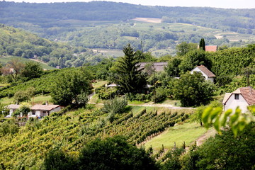 Vineyard in  Siogard village. Sunny summer day, Hungary