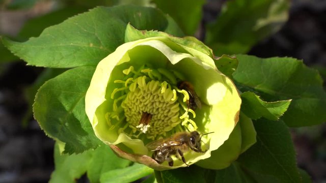 Macro of a Caucasian brown bee Apis mellifera in a spring green flower, primrose Helleborus caucasicus in the foothill forest of the North Caucasus
