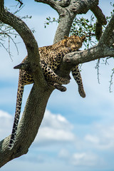 Fototapeta na wymiar leopardo serengeti national park