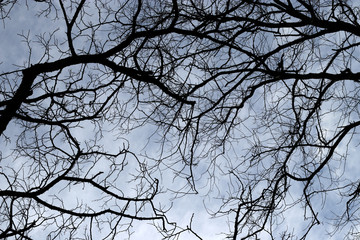 Trees in a winter day
