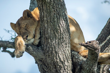 leone su albero serengeti national park