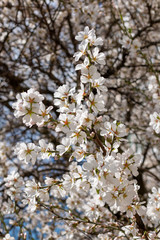 Blooming apricot flowers close up on sunny day