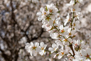 Blooming apricot flowers close up on sunny day