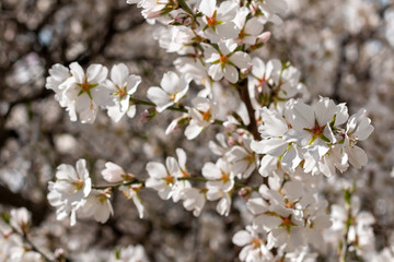 Blooming apricot flowers close up on sunny day