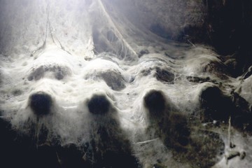 Old wine bottles with mold net in the wine cellar. Old wine bottles in Tokaji, Hungary