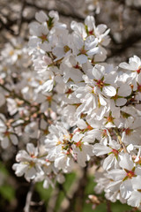 Blooming apricot flowers close up on sunny day