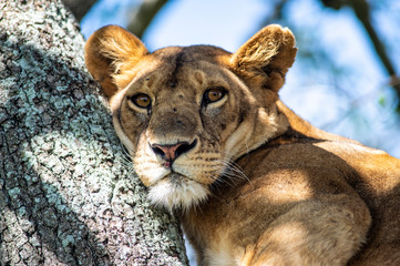 leone su albero serengeti national park