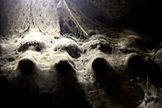 Old wine bottles with mold net in the wine cellar. Old wine bottles in Tokaji, Hungary