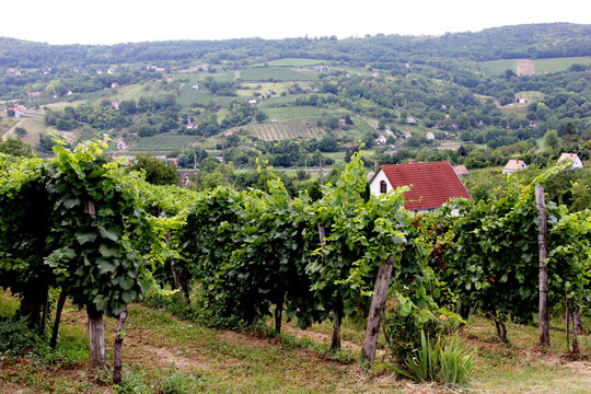 Vineyard in  Siogard village. Sunny summer day, Hungary