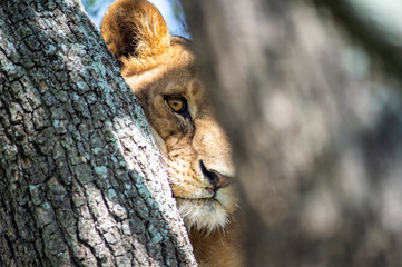 leone su albero serengeti national park