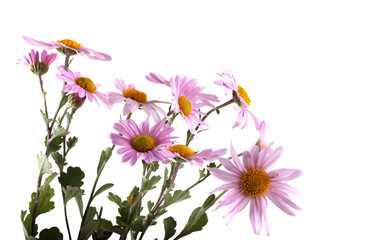 Chrysanthemum flowers