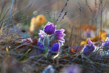Pulsatilla grandis - Violet Pasque Flower growing in a meadow taken in the morning sunlight on a meadow. Photo with beautiful bokeh.