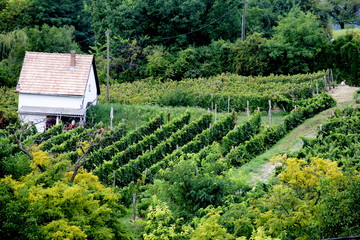 Vineyard in  Siogard village. Sunny summer day, Hungary