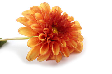 Dahlia flower