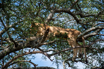 leone su albero serengeti national park