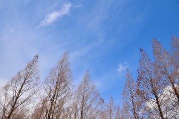 春を待つ木々